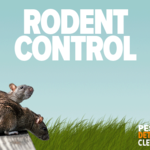 rodent control