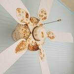 celling fan