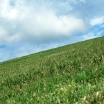 Lawn Maintainer Program