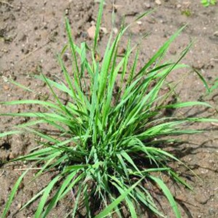 Weed Control
