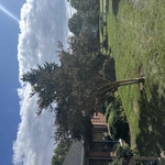 Small tree trimming