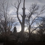 Cottonwood