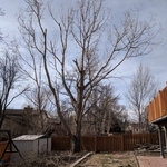 Cottonwood