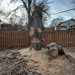 Cottonwood
