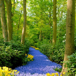 Forest of flowers
