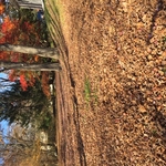 Fall Cleanup Before