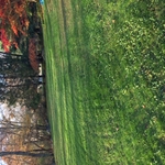 Fall Cleanup After