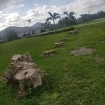 Stump Grinding