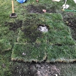Preping the grass after our repair
