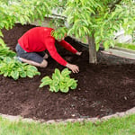 Bark Mulch Installation