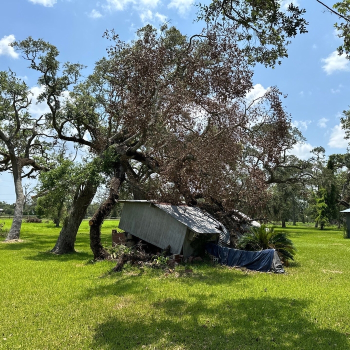 Tree Removal