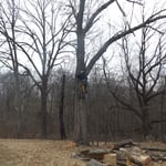 starting up the tree