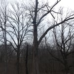 further up the tree
