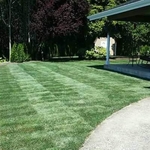 New Sod And Irrigation