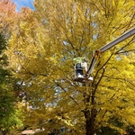 tree trimming
