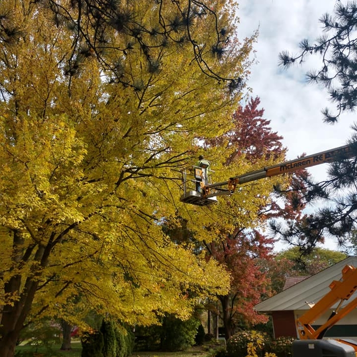 tree trimming