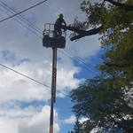 tree trimming