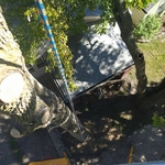 tree removal