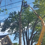tree removal