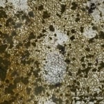 Mold Colonies at war with each other