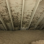 Mold Removal Before