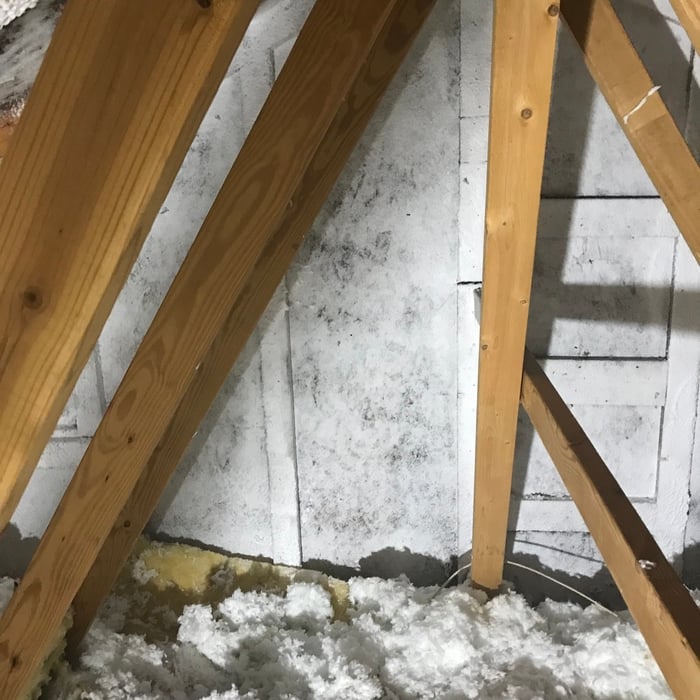 Just treated with our foaming product that gets th