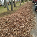 Leaf Removal