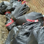 Trash Removal