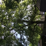Trimming