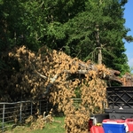 Tree Removal
