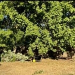 Tree trimming