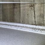 Termite Damage