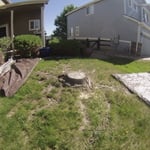Surface Roots - Before