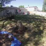 Typical Stump - Before