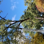 Cottonwood Removal 45 Ton Crane