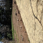 19 stumps in galax