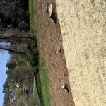 Stump removal