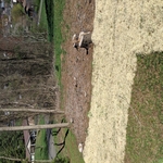Stump removal