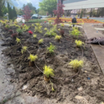 Lawn & Garden Care