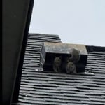 Squirrel Service