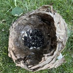 Hornets