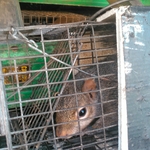 Animals