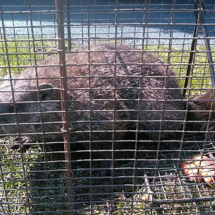 Animals