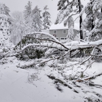 Before tree removal