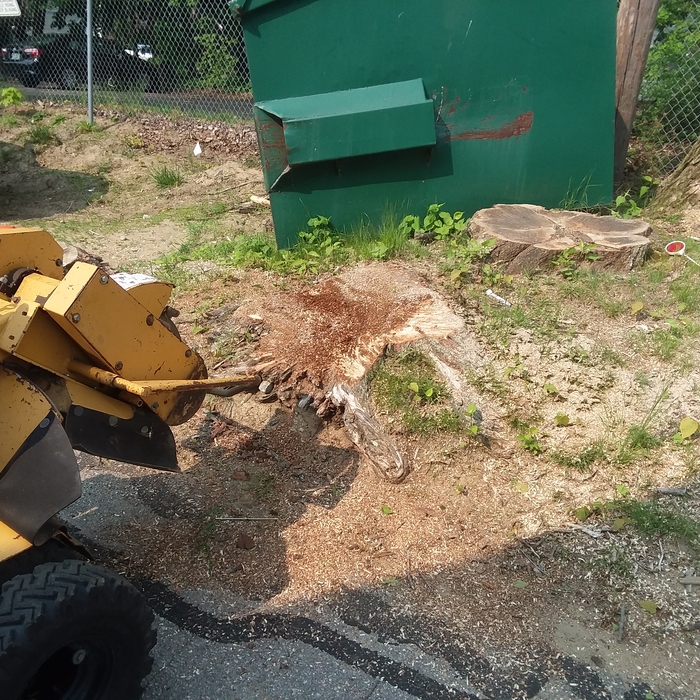 Another stump going away