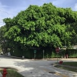 Banyan