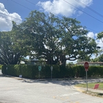 Banyan
