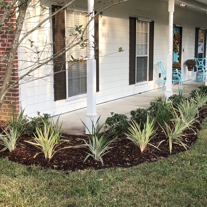 Fresh Beds