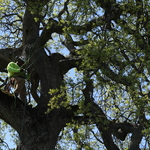 Oracle Oak Pruning
