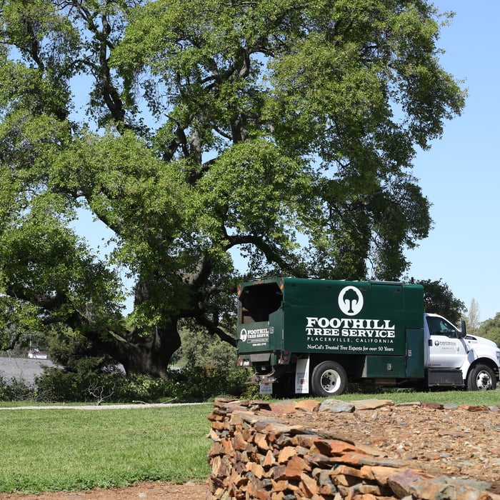 Oracle Oak Pruning